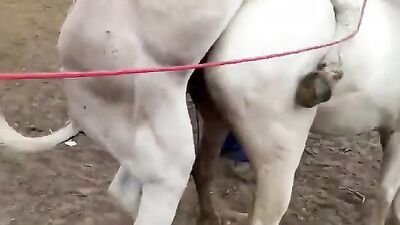 Bestiality manga: zoo sex italia besplatno