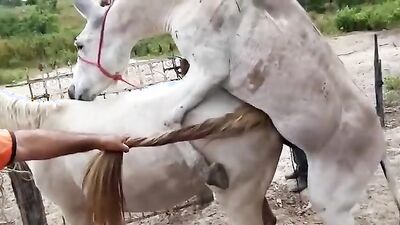 Bestiality manga: zoo sex italia besplatno