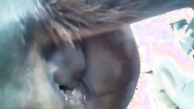 Zoo dog porn: andy private zoo porn