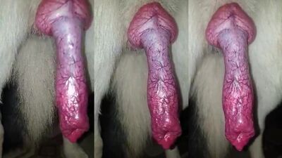 Zoo porn video: dog fuck blonde girl