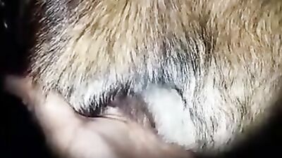 Dog sex: insects bestiality porn