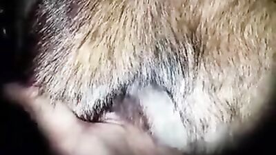 Dog sex: insects bestiality porn