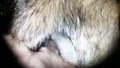Dog sex: insects bestiality porn