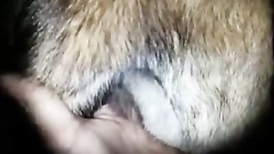 Dog sex: insects bestiality porn