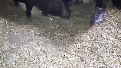 Women's dog sex: zoo porn asia