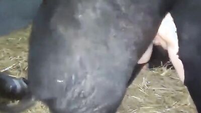 Women's dog sex: zoo porn asia