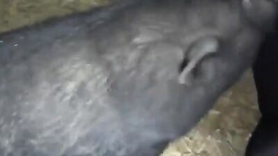 Women's dog sex: zoo porn asia