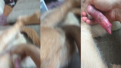 Gay zoo porn: zoophilia tg