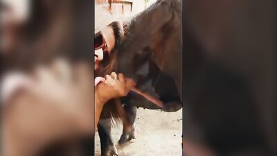 Bestiality sex id: porn vs dog