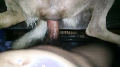 3d dog sex: japan zoo porn