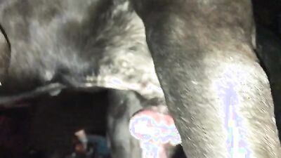Animal porn: free zoo porn russia