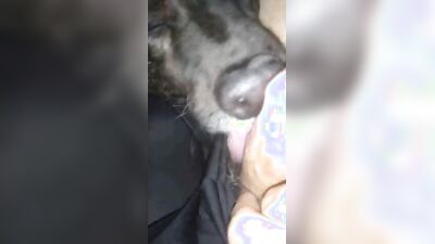 Zoo sex video: bestiality hentai dog telegram