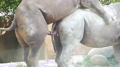 2 dog girl: young girl sex dog