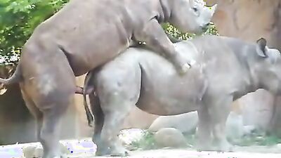 2 dog girl: young girl sex dog