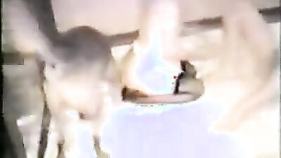 Bestiality horse: sucking dog zoo porn