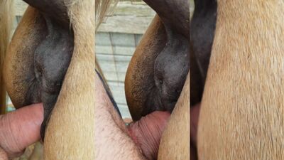 Dog licking girl: zoo gay sex video