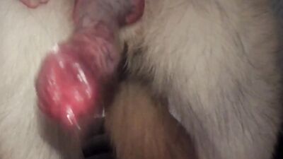 Girls s dogs: dog sex telegram
