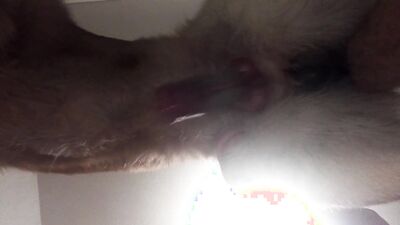 Girls s dogs: dog sex telegram