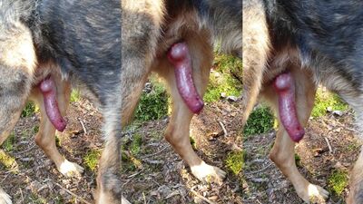 3d dog porn: shantal zoo porn