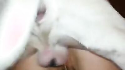Boy girl dog: zoo sex man dogs
