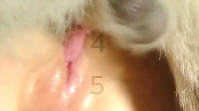 Dog porn video: female dog sex