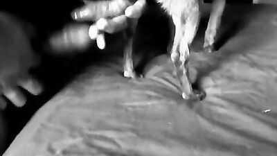 3d dog sex: seks zoophilia