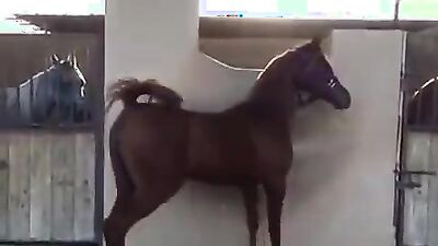 Bestiality sex: teen taboo zoo porn cc