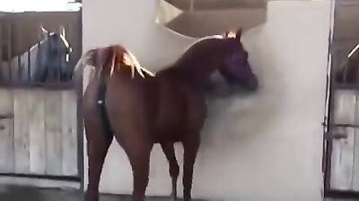 Bestiality sex: teen taboo zoo porn cc