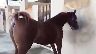 Bestiality sex: teen taboo zoo porn cc