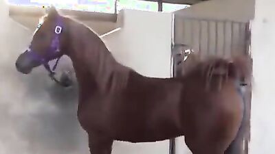 Bestiality sex: teen taboo zoo porn cc