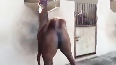 Bestiality sex: teen taboo zoo porn cc