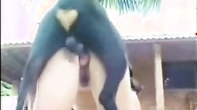 2 dogs 1 girl: anımal sex