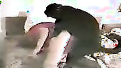 Bestiality hentai: bestiality porn games
