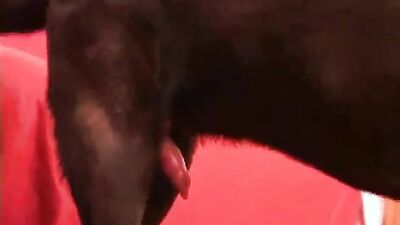 Dog sex: big zoophilia porno