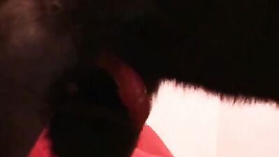 Dog sex: big zoophilia porno