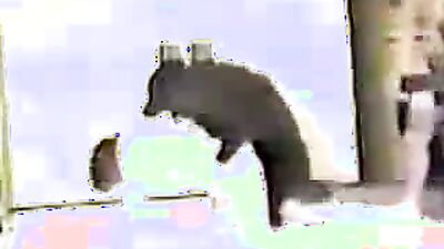 Bestiality porno: cumstar4 bestiality