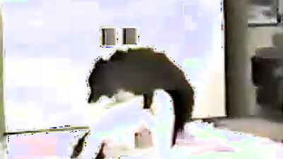 Bestiality porno: cumstar4 bestiality