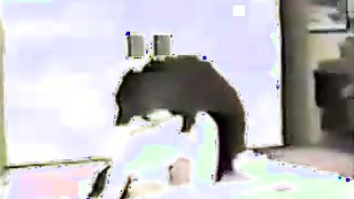 Bestiality porno: cumstar4 bestiality