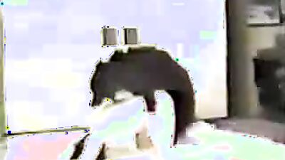 Bestiality porno: cumstar4 bestiality