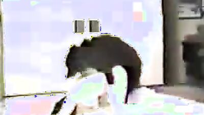 Bestiality porno: cumstar4 bestiality
