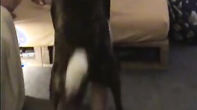 Girl playing dog: all dogs go to heaven porn