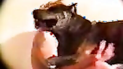 Zoophilia porno: bestiality triple