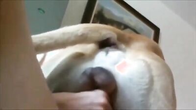 Zoo sex porn: zoo porn sheep