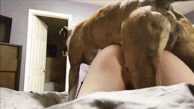 Dog's porn: zooporno art of zoo