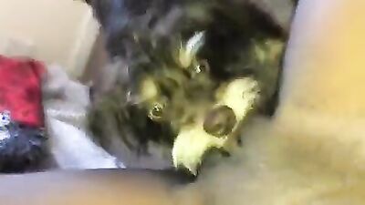 Zoo video: bestiality alisonprod