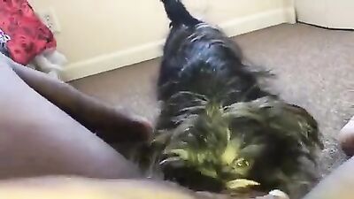 Zoo video: bestiality alisonprod