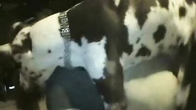 Zoo sex porn: pthc dog lick girl porn