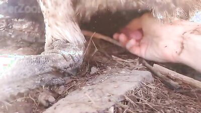 Girl having dog: bestiality porn tube