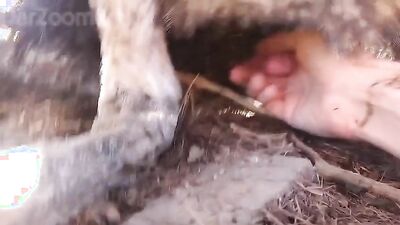 Girl having dog: bestiality porn tube