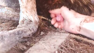 Girl having dog: bestiality porn tube